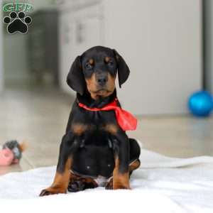 Maverick, Doberman Pinscher Puppy